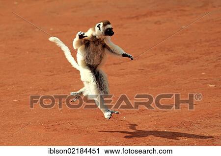 Stock Image - Verreaux's Sifaka (Propithecus verreauxi), adult, jumping, Berenty Reserve, Madagascar, Africa. Fotosearch