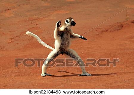 Verreaux's Sifaka (Propithecus verreauxi), adult, jumping, Berenty Reserve, Madagascar, Africa View Large Photo Image Stock Image - Verreaux's Sifaka (Propithecus verreauxi), adult, jumping, Berenty Reserve, Madagascar, Africa. Fotosearch