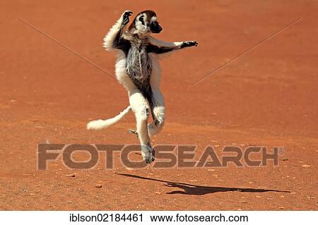 Verreaux's Sifaka (Propithecus verreauxi), adult, jumping, Berenty Reserve, Madagascar, Africa View Large Photo Image Stock Image - Verreaux's Sifaka (Propithecus verreauxi), adult, jumping, Berenty Reserve, Madagascar, Africa. Fotosearch