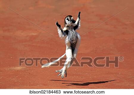 Verreaux's Sifaka (Propithecus verreauxi), adult, jumping, Berenty Reserve, Madagascar, Africa View Large Photo Image Stock Image - Verreaux's Sifaka (Propithecus verreauxi), adult, jumping, Berenty Reserve, Madagascar, Africa. Fotosearch