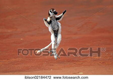 Verreaux's Sifaka (Propithecus verreauxi), adult, jumping, Berenty Reserve, Madagascar, Africa View Large Photo Image Stock Image - Verreaux's Sifaka (Propithecus verreauxi), adult, jumping, Berenty Reserve, Madagascar, Africa. Fotosearch