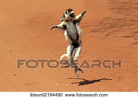 Verreaux's Sifaka (Propithecus verreauxi), adult female with young, jumping, Berenty Reserve, Madagascar, Africa View Large Photo Image Stock Image - Verreaux's Sifaka (Propithecus verreauxi), adult female with young, jumping, Berenty Reserve, Madagascar, Africa. Fotosearch