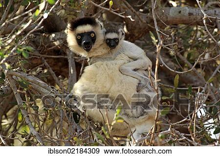 Verreaux's Sifaka (Propithecus verreauxi), mother with young, Berenty Reserve, Madagascar, Africa View Large Photo Image Stock Photo - Verreaux's Sifaka (Propithecus verreauxi), mother with young, Berenty Reserve, Madagascar, Africa. Fotosearch
