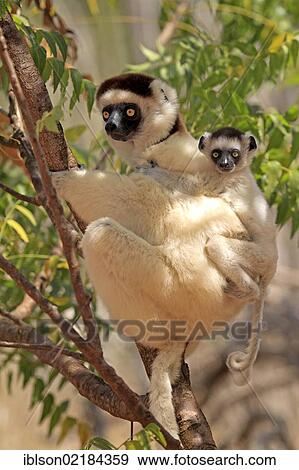 Stock Photo - Verreaux's Sifaka (Propithecus verreauxi), mother with young, Berenty Reserve, Madagascar, Africa. Fotosearch