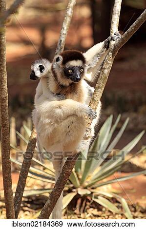 Verreaux's Sifaka (Propithecus verreauxi), mother with young, Berenty Reserve, Madagascar, Africa View Large Photo Image Stock Photo - Verreaux's Sifaka (Propithecus verreauxi), mother with young, Berenty Reserve, Madagascar, Africa. Fotosearch