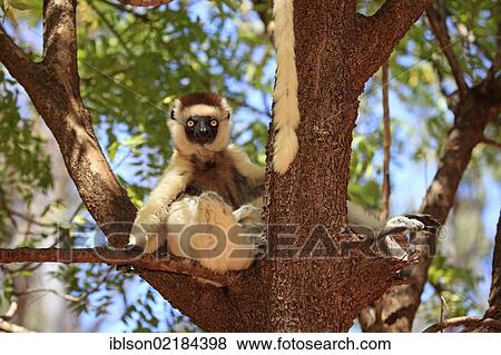 Verreaux's Sifaka (Propithecus verreauxi), adult in a tree, Berenty Reserve, Madagascar, Africa View Large Photo Image Stock Photo - Verreaux's Sifaka (Propithecus verreauxi), adult in a tree, Berenty Reserve, Madagascar, Africa. Fotosearch