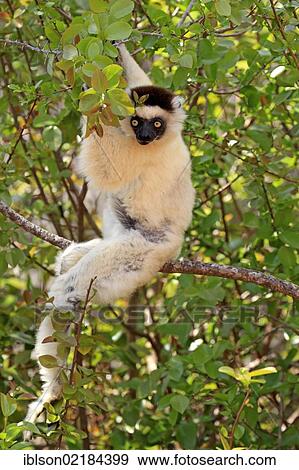 Verreaux's Sifaka (Propithecus verreauxi), adult in a tree, Berenty Reserve, Madagascar, Africa View Large Photo Image Stock Photo - Verreaux's Sifaka (Propithecus verreauxi), adult in a tree, Berenty Reserve, Madagascar, Africa. Fotosearch