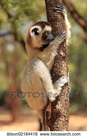 Verreaux's Sifaka (Propithecus verreauxi), adult in a tree, Berenty Reserve, Madagascar, Africa View Large Photo Image Stock Photo - Verreaux's Sifaka (Propithecus verreauxi), adult in a tree, Berenty Reserve, Madagascar, Africa. Fotosearch
