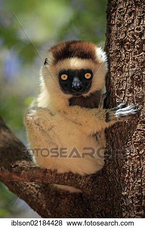 Verreaux's Sifaka (Propithecus verreauxi), adult in a tree, Berenty Reserve, Madagascar, Africa View Large Photo Image Stock Photo - Verreaux's Sifaka (Propithecus verreauxi), adult in a tree, Berenty Reserve, Madagascar, Africa. Fotosearch