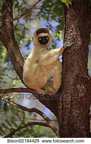 Verreaux's Sifaka (Propithecus verreauxi), adult in a tree, Berenty Reserve, Madagascar, Africa View Large Photo Image Stock Photo - Verreaux's Sifaka (Propithecus verreauxi), adult in a tree, Berenty Reserve, Madagascar, Africa. Fotosearch