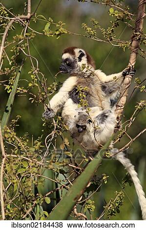 Verreaux's Sifaka (Propithecus verreauxi), mother and young in a tree, eating, foraging, Berenty Reserve, Madagascar, Africa View Large Photo Image Stock Photo - Verreaux's Sifaka (Propithecus verreauxi), mother and young in a tree, eating, foraging, Berenty Reserve, Madagascar, Africa. Fotosearch