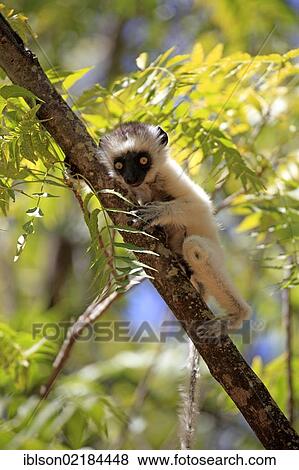 Stock Photo - Verreaux's Sifaka (Propithecus verreauxi), juvenile, Berenty Reserve, Madagascar, Africa. Fotosearch