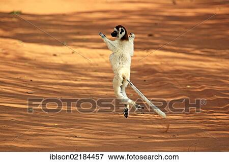 Stock Photo - Verreaux's Sifaka (Propithecus verreauxi), adult, jumping, Berenty Reserve, Madagascar, Africa. Fotosearch