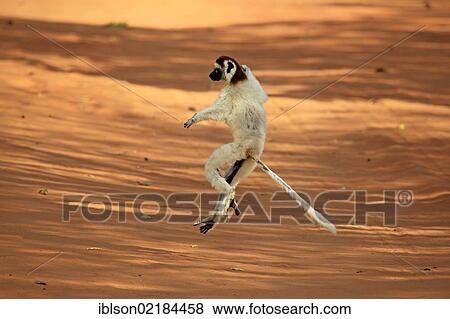 Verreaux's Sifaka (Propithecus verreauxi), adult, jumping, Berenty Reserve, Madagascar, Africa View Large Photo Image Stock Photo - Verreaux's Sifaka (Propithecus verreauxi), adult, jumping, Berenty Reserve, Madagascar, Africa. Fotosearch