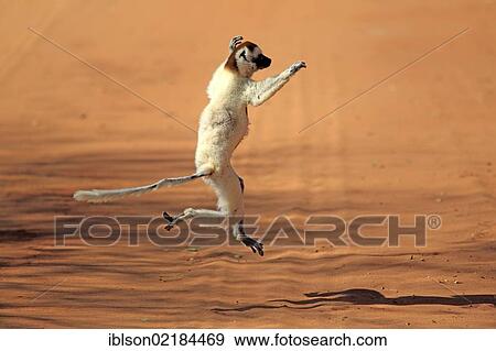 Verreaux's Sifaka (Propithecus verreauxi), adult, jumping, Berenty Reserve, Madagascar, Africa View Large Photo Image Stock Photo - Verreaux's Sifaka (Propithecus verreauxi), adult, jumping, Berenty Reserve, Madagascar, Africa. Fotosearch