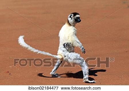 Verreaux's Sifaka (Propithecus verreauxi), adult female with young, jumping, Berenty Reserve, Madagascar, Africa View Large Photo Image Stock Photo - Verreaux's Sifaka (Propithecus verreauxi), adult female with young, jumping, Berenty Reserve, Madagascar, Africa. Fotosearch