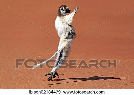 Verreaux's Sifaka (Propithecus verreauxi), adult female with young, jumping, Berenty Reserve, Madagascar, Africa View Large Photo Image Stock Photo - Verreaux's Sifaka (Propithecus verreauxi), adult female with young, jumping, Berenty Reserve, Madagascar, Africa. Fotosearch