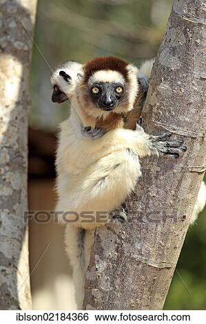 Stock Photograph - Verreaux's Sifaka (Propithecus verreauxi), mother with young, Berenty Reserve, Madagascar, Africa. Fotosearch