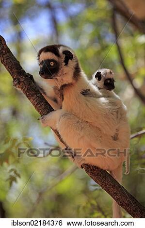 Stock Photograph - Verreaux's Sifaka (Propithecus verreauxi), mother with young, Berenty Reserve, Madagascar, Africa. Fotosearch
