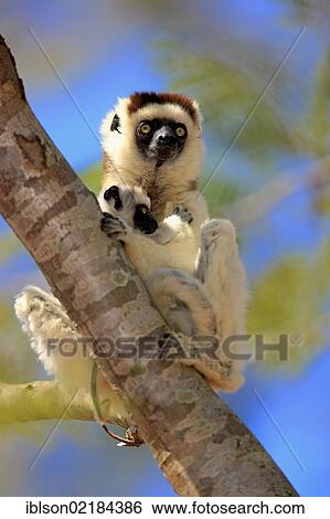 Verreaux's Sifaka (Propithecus verreauxi), mother with young, Berenty Reserve, Madagascar, Africa View Large Photo Image Stock Photograph - Verreaux's Sifaka (Propithecus verreauxi), mother with young, Berenty Reserve, Madagascar, Africa. Fotosearch