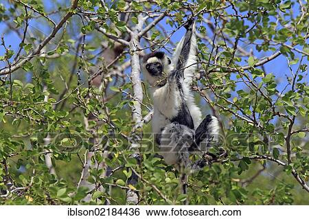 Verreaux's Sifaka (Propithecus verreauxi), adult in a tree, Berenty Reserve, Madagascar, Africa View Large Photo Image Stock Photograph - Verreaux's Sifaka (Propithecus verreauxi), adult in a tree, Berenty Reserve, Madagascar, Africa. Fotosearch