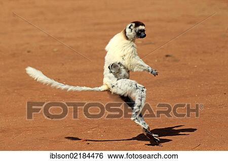 Verreaux's Sifaka (Propithecus verreauxi), adult female with young, jumping, Berenty Reserve, Madagascar, Africa View Large Photo Image Stock Photograph - Verreaux's Sifaka (Propithecus verreauxi), adult female with young, jumping, Berenty Reserve, Madagascar, Africa. Fotosearch