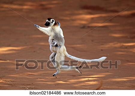 Verreaux's Sifaka (Propithecus verreauxi), adult female with young, jumping, Berenty Reserve, Madagascar, Africa View Large Photo Image Stock Photograph - Verreaux's Sifaka (Propithecus verreauxi), adult female with young, jumping, Berenty Reserve, Madagascar, Africa. Fotosearch