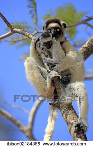 Stock Photography - Verreaux's Sifaka (Propithecus verreauxi), mother with young, Berenty Reserve, Madagascar, Africa. Fotosearch