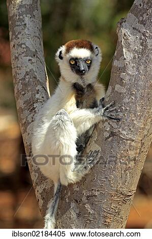 Stock Photography - Verreaux's Sifaka (Propithecus verreauxi), adult in a tree, Berenty Reserve, Madagascar, Africa. Fotosearch