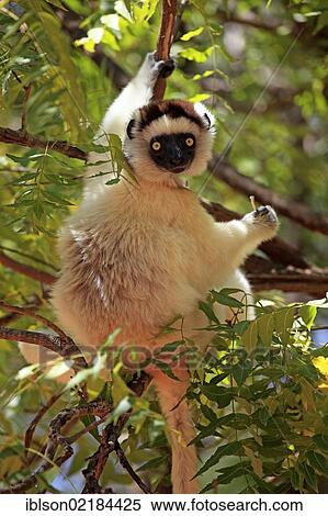 Verreaux's Sifaka (Propithecus verreauxi), adult in a tree, Berenty Reserve, Madagascar, Africa View Large Photo Image Stock Photography - Verreaux's Sifaka (Propithecus verreauxi), adult in a tree, Berenty Reserve, Madagascar, Africa. Fotosearch