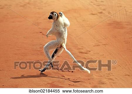 Verreaux's Sifaka (Propithecus verreauxi), adult, jumping, Berenty Reserve, Madagascar, Africa View Large Photo Image Stock Photography - Verreaux's Sifaka (Propithecus verreauxi), adult, jumping, Berenty Reserve, Madagascar, Africa. Fotosearch