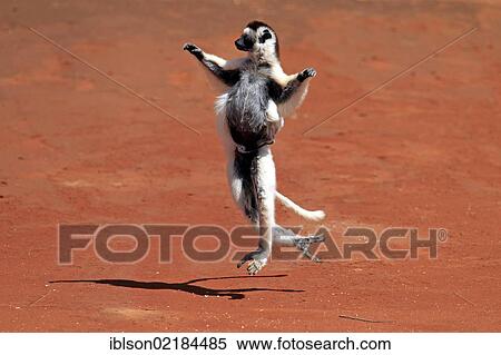 Stock Photography - Verreaux's Sifaka (Propithecus verreauxi), adult female with young, jumping, Berenty Reserve, Madagascar, Africa. Fotosearch