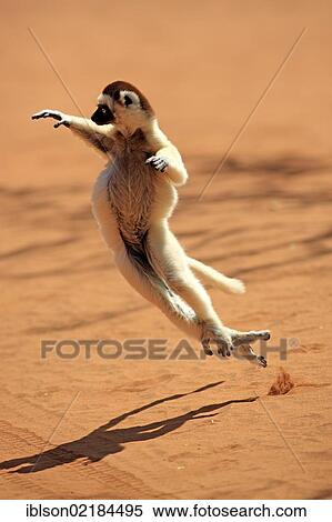 Stock Photography - Verreaux's Sifaka (Propithecus verreauxi), adult, jumping, Berenty Reserve, Madagascar, Africa. Fotosearch