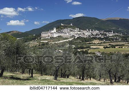 Picture - View of olive grove with city, Assisi, Umbria, Italy, Europe. Fotosearch