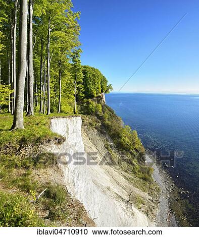 View of the Baltic Sea and the chalk cliffs in spring, beech forest on the steep bank, fresh green, Jasmund National Park, Rügen Island, Mecklenburg-Western Pomerania, Germany, Europe View Large Photo Image Stock Image - View of the Baltic Sea and the chalk cliffs in spring, beech forest on the steep bank, fresh green, Jasmund National Park, Rügen Island, Mecklenburg-Western Pomerania, Germany, Europe. Fotosearch