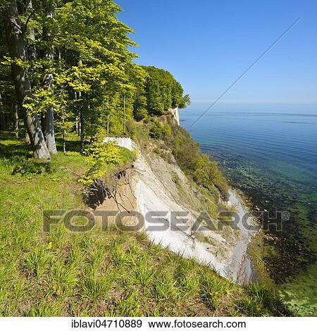 Stock Photo - View of the Baltic Sea and the chalk cliffs in spring, beech forest on the steep bank, fresh green, Jasmund National Park, Rügen Island, Mecklenburg-Western Pomerania, Germany, Europe. Fotosearch