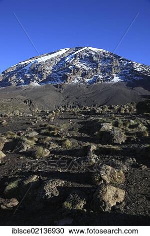 View to the summit of Mount Kilimanjaro, as seen from the Barranco Hut, Tanzania, Africa View Large Photo Image Stock Image - View to the summit of Mount Kilimanjaro, as seen from the Barranco Hut, Tanzania, Africa. Fotosearch