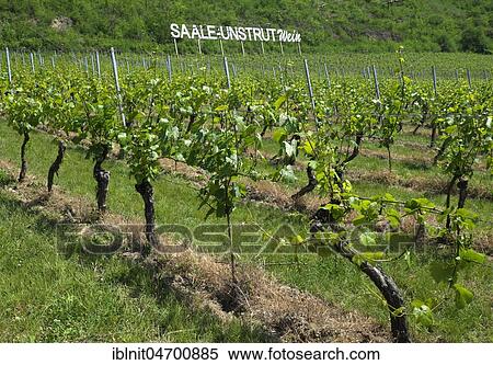 Stock Photography - Vineyard near Bad Kösen, Saxony-Anhalt, Germany, Europe. Fotosearch