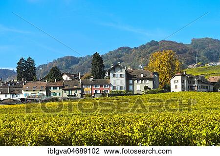 Vineyards in autumn, La Côte vineyard, Mont-sur-Rolle, Vaud, Switzerland, Europe View Large Photo Image Stock Image - Vineyards in autumn, La Côte vineyard, Mont-sur-Rolle, Vaud, Switzerland, Europe. Fotosearch