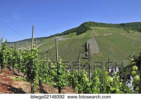 Vineyards near Bernkastel, Bernkastel-Kues, Rhineland-Palatinate, Germany, Europe, PublicGround, Europe View Large Photo Image Stock Image - Vineyards near Bernkastel, Bernkastel-Kues, Rhineland-Palatinate, Germany, Europe, PublicGround, Europe. Fotosearch