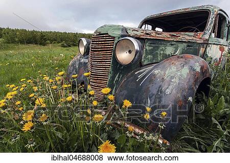 Vintage car, scrap car, Vauxhall, 1940s, car cemetery at Ystafell Transportation Museum, Samgönguminjasafnið Ystafelli, North Iceland, car cemetery, Iceland, Europe View Large Photo Image Stock Photo - Vintage car, scrap car, Vauxhall, 1940s, car cemetery at Ystafell Transportation Museum, Samgönguminjasafnið Ystafelli, North Iceland, car cemetery, Iceland, Europe. Fotosearch