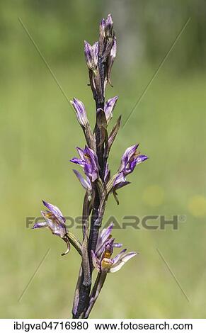 Violet Limodore (Limodorum abortivum), Canton of Geneva, Switzerland, Europe View Large Photo Image Stock Image - Violet Limodore (Limodorum abortivum), Canton of Geneva, Switzerland, Europe. Fotosearch