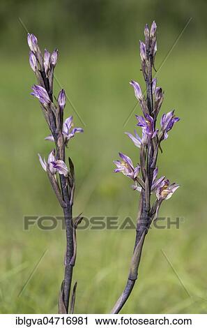Violet Limodore (Limodorum abortivum), Canton of Geneva, Switzerland, Europe View Large Photo Image Stock Image - Violet Limodore (Limodorum abortivum), Canton of Geneva, Switzerland, Europe. Fotosearch