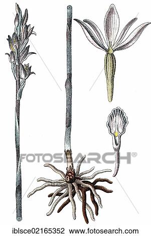 Violet Limodore (Limodorum abortivum), medicinal plant, useful plant, chromolithograph, circa 1790 View Large Photo Image Stock Image - Violet Limodore (Limodorum abortivum), medicinal plant, useful plant, chromolithograph, circa 1790. Fotosearch