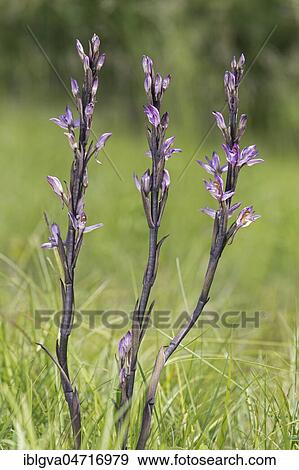 Violet Limodore (Limodorum abortivum), Canton of Geneva, Switzerland, Europe View Large Photo Image Stock Photo - Violet Limodore (Limodorum abortivum), Canton of Geneva, Switzerland, Europe. Fotosearch