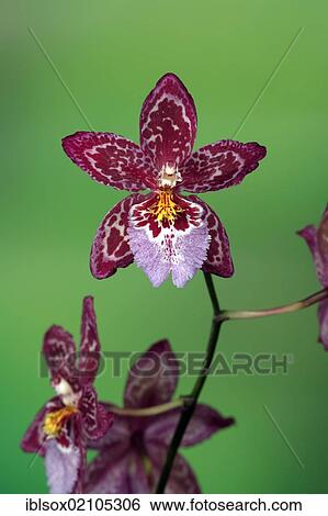 Vuylstekeara Orchid, flowering, Singapore, Southeast Asia, Asia View Large Photo Image Stock Photograph - Vuylstekeara Orchid, flowering, Singapore, Southeast Asia, Asia. Fotosearch