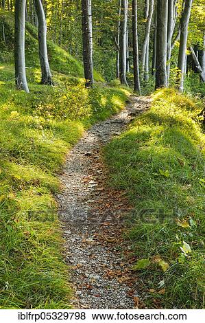 Stock Photo - Waldweg, Basel-Land, Switzerland, Europe. Fotosearch