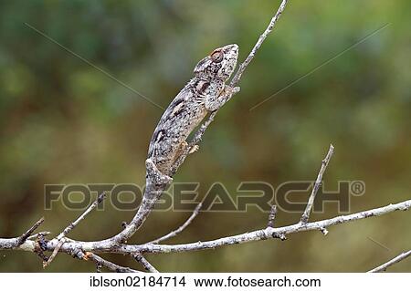 Picture - Warty Chameleon (Furcifer verrucosus), adult, foraging, Madagascar, Africa. Fotosearch