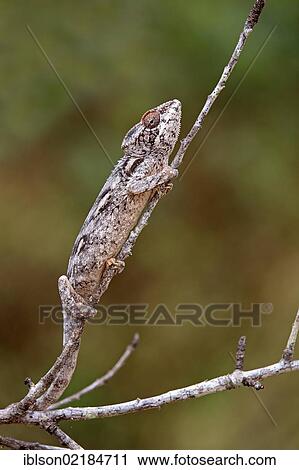 Warty Chameleon (Furcifer verrucosus), adult, foraging, Madagascar, Africa View Large Photo Image Stock Image - Warty Chameleon (Furcifer verrucosus), adult, foraging, Madagascar, Africa. Fotosearch