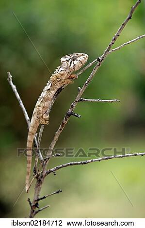 Warty Chameleon (Furcifer verrucosus), adult, foraging, Madagascar, Africa View Large Photo Image Stock Image - Warty Chameleon (Furcifer verrucosus), adult, foraging, Madagascar, Africa. Fotosearch